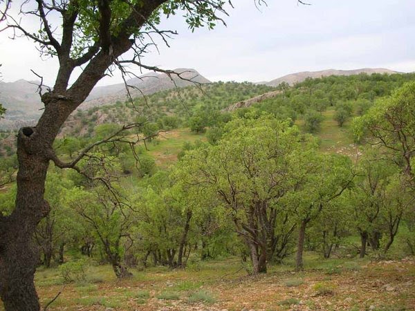 استان خوزستان، زادگاه بلوط های کهن سال و بهترین مقصد سفر بهاری