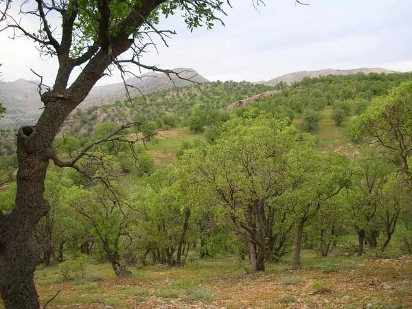 استان خوزستان، زادگاه بلوط های کهن سال و بهترین مقصد سفر بهاری